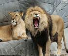 Dişi aslan ve aslan